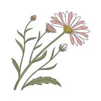 Elegant Alpine Aster Illustration vector