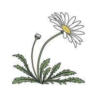 Elegant Alpine Daisy Flower Design vector