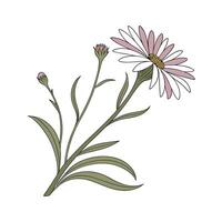 Artistic Alpine Aster on Clean White vector