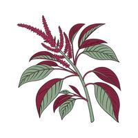 Charming Amaranth on Clean White vector