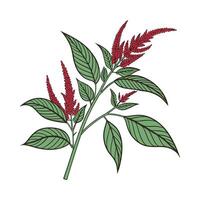 Elegant Amaranth Blooming Design vector
