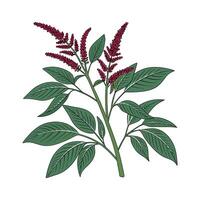 Stylish Amaranth on White vector