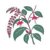 Amaranth Flower Unique Design vector