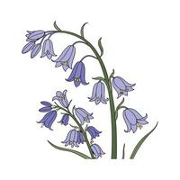 Charming Annual Bluebell on White vector