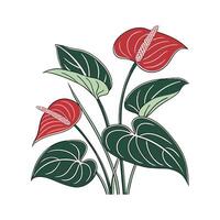 Charming Anthurium on White vector