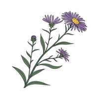 Charming Aster on Clean White vector