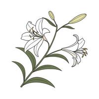 Bamboo Lily Bright Flower Design vector
