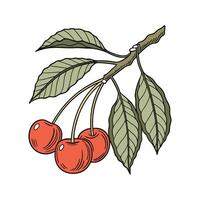Elegant Barbados Cherry on White vector