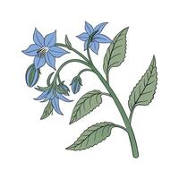 Borage Flower Unique Presentation vector