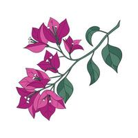 Unique Bougainvillea Flower Presentation vector
