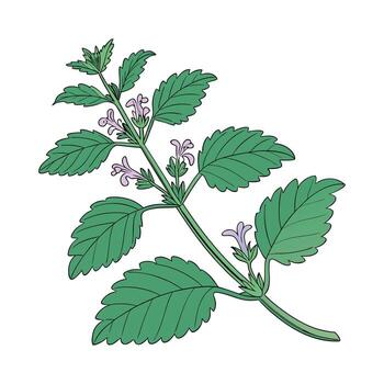 Charming Catnip Flower on Clean White vector