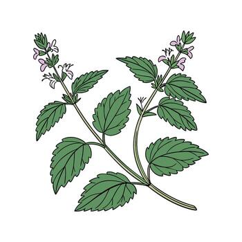 Stylish Catnip Flower Design vector