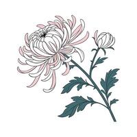Charming Chrysanthemum Morifolium on Clean White vector