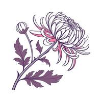 Breathtaking Chrysanthemum Flower Design vector