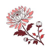 Charming Chrysanthemum on Clean White vector