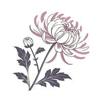 Stylish Chrysanthemum Morifolium Flower Design vector