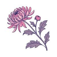 Charming Chrysanthemum on White vector