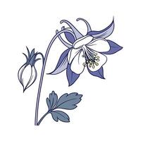Charming Columbine on Clean White vector