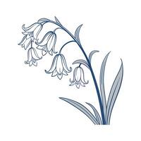 Common Bluebell Bright Design vector