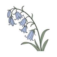 Elegant Common Bluebell on White vector