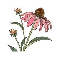 Stylish Coneflower Flower Design vector