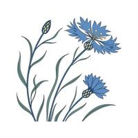 Striking Cornflower Floral Art on White vector