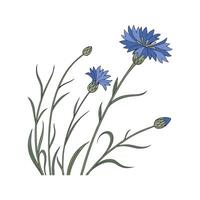 Captivating Cornflower Illustration with White vector