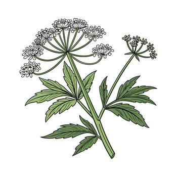 Fresh Cow Parsnip Flower Design on White vector