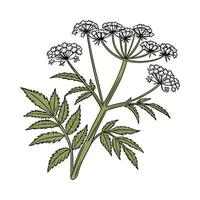 Appealing Cow Parsnip Illustration on White vector