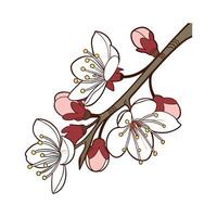 Elegant Currant Flower Display on White vector
