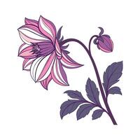 Beautiful Dahlia Imperialis Display on White vector