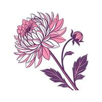 Charming Dahlia Display on Bright White Background vector