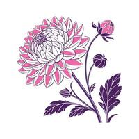 Vivid Dahlia Design on Clean White Background vector