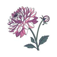 Beautiful Dahlia Flower Design on White vector