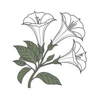Vivid Datura Design on Clean White vector