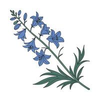 Beautiful Delphinium Illustration on Clean White vector