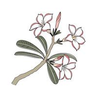 Vivid Desert Rose Illustration with White Background vector
