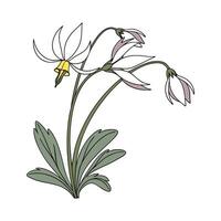 Elegant Dodecatheon Design on Bright White vector