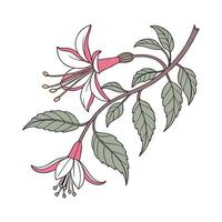 Charming Drumstick Flower Design on White vector