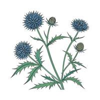 Vivid Echinops Design on Bright White vector