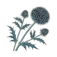 Elegant Echinops Floral Art on Clean White vector