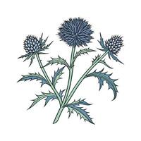 Charming Echinops Flower Illustration on White vector