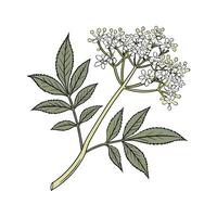 Elegant Elderflower Flower Design on White vector