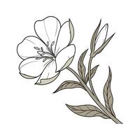 Stunning Evening Primrose Flower Design on White vector