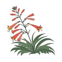 Charming Firecracker Plant Floral Art on White vector