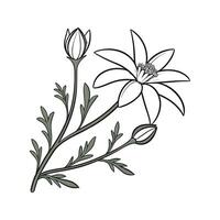 Elegant Flannel Flower Illustration on White vector