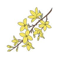 Elegant Forsythia Flower Design on Clean White vector