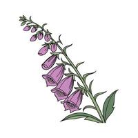 Stunning Foxglove Floral Art on Bright White vector