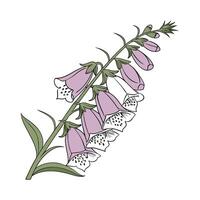 Stunning Foxglove Flower Design on Bright White vector