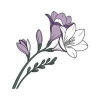 Lovely Freesia Flower Design on White vector